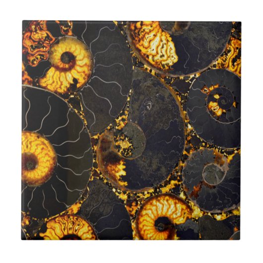 Carreau Conception de coque Nautilus (Devant)