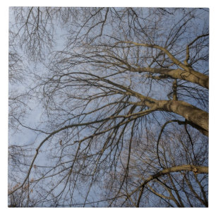 Carreau Conception/motif de tronc d'arbre. Pioineer Park,