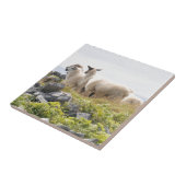 Carreau Conception risquée - Moutons dans un champ (Côté)