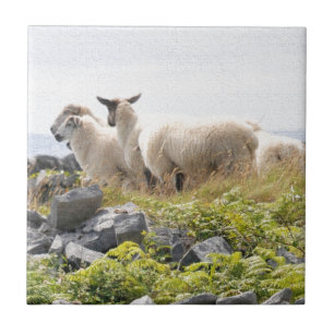 Carreau Conceptions originales - Moutons dans un champ