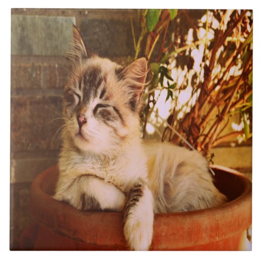 Carreau Confort Sleepy Kitty (Devant)