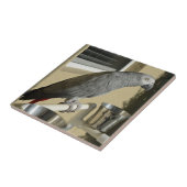 Carreau Congo : Le perroquet gris africain sur pied (Côté)