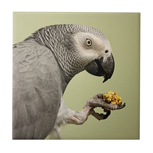 Carreau Congo (RDC) : Un épais Snacking de perroquets gris (Devant)