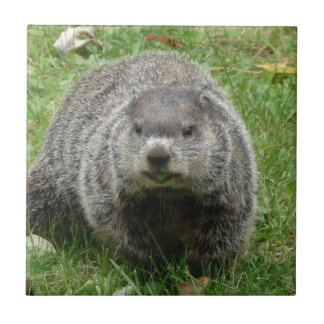 Carreau Consommation de Groundhog