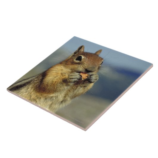 Carreau Consommation d'écureuil (Côté)