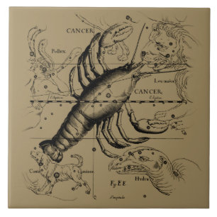 Carreau Constellation du cancer Hevelius 1690 Engaving