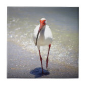 Carreau Contrefiche blanche d'IBIS (Devant)