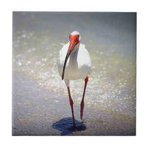 Carreau Contrefiche blanche d'IBIS