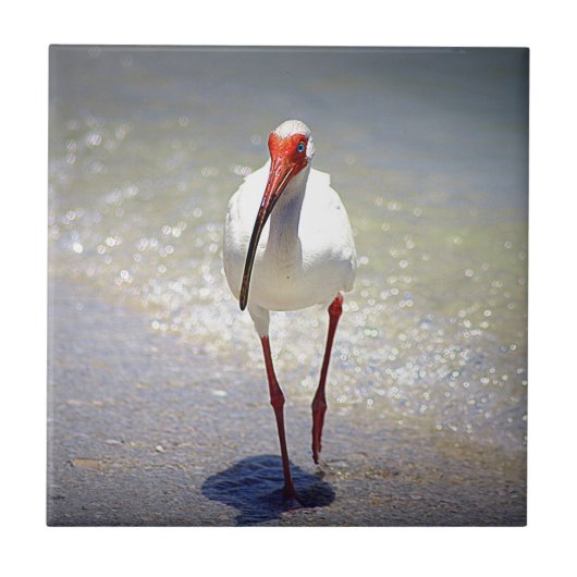 Carreau Contrefiche blanche d'IBIS (Devant)
