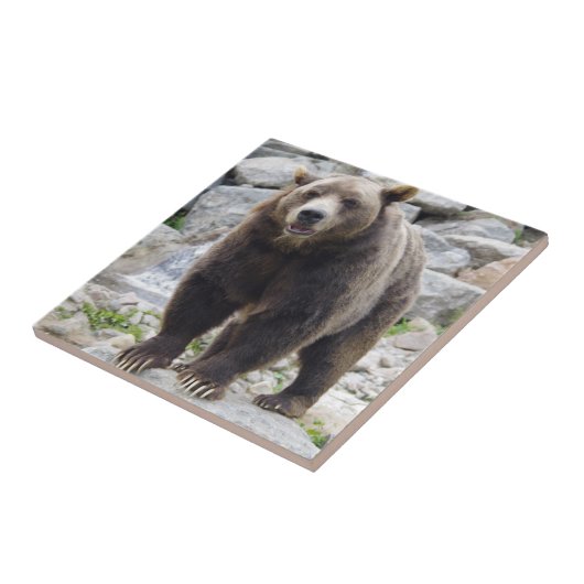 Carreau Cook bear (Côté)