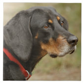 Carreau Coonhound - Gracie Lou (Devant)
