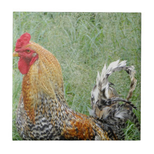 Carreau Coq
