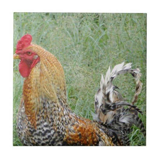 Carreau Coq (Devant)