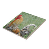 Carreau Coq (Côté)
