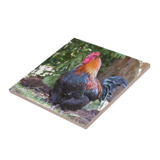 Carreau Coq (Côté)