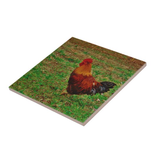 Carreau Coq dans le triage (Côté)