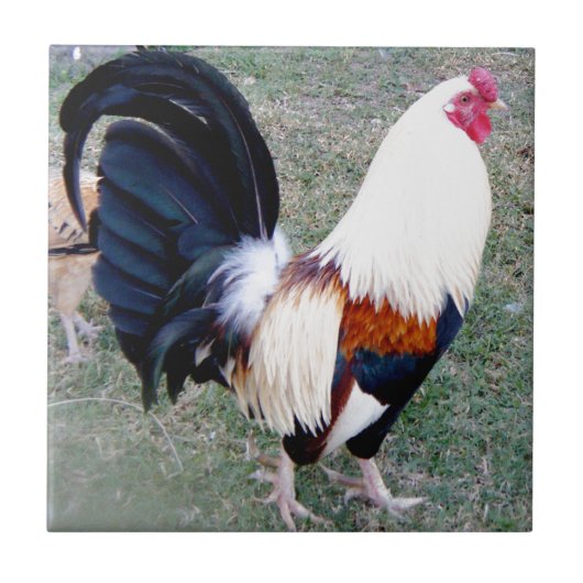 Carreau Coq de baie d'Hawaï Hanauma (Devant)