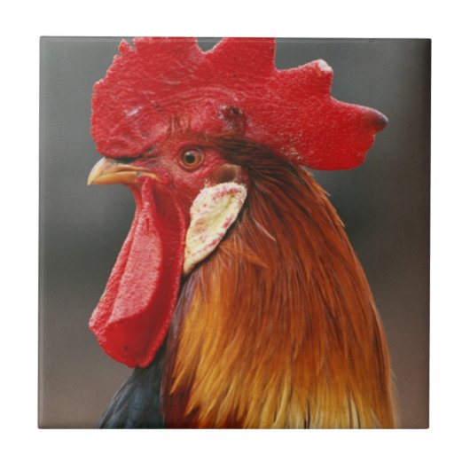 Carreau Coq domestique de la ferme (Devant)