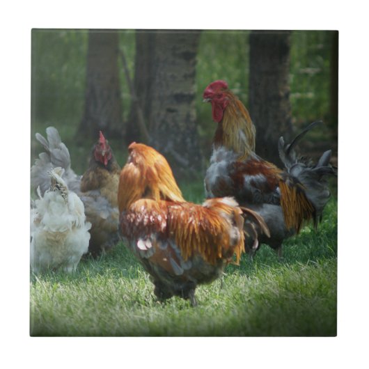 Carreau Coq Poulet Art Coq Coq Poulet Oiseaux Ferme  (Devant)