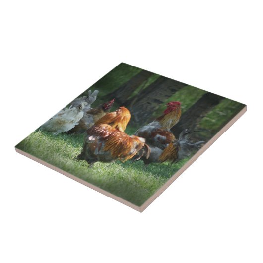 Carreau Coq Poulet Art Coq Coq Poulet Oiseaux Ferme  (Côté)