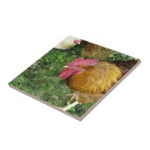 Carreau Coq sur le rôdeur (Côté)
