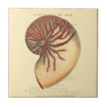Carreau Coque conique rouge vintage<br><div class="desc">Dans cette image vive, vous pouvez voir en vintage style naturel et unique de la coquille de conc rouge de près. Ce type unique d'art a des ombres noires et rouges pour accentuer la spirale de cette coquille de conque. Obtenez cette coque de conque avec un arrière - plan sépia...</div>