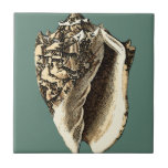 Carreau Coque conique turquoise<br><div class="desc">Dans cette belle coquille de conque noire et blanche classique, vous pouvez voir l'ombrage d'un coquillage naturel très pointu et clair. On peut s'imaginer à la chasse à la plage pour les coquillages ou jouer dans le sable. Obtenez dès aujourd'hui cette coquille de conque turquoise de style nautique sur vos...</div>