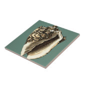 Carreau Coque conique turquoise (Côté)