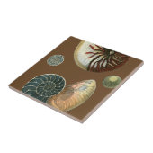 Carreau Coque de cacao (Côté)