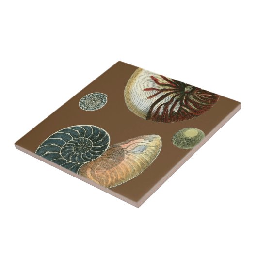 Carreau Coque de cacao (Côté)