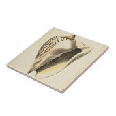 Carreau Coque vintage Sepia Conch (Côté)