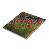 Carreau Coquelicot sauvage (Côté)