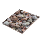 Carreau Coques de conches (Côté)