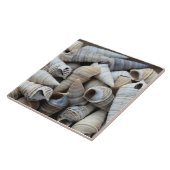 Carreau Coques de cônes riverains (Côté)