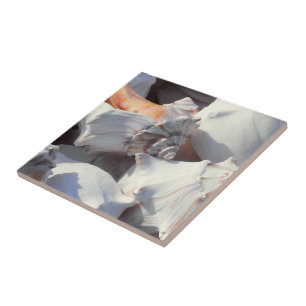 Carreau Coques de mer dans la lumière du soleil et l'ombre