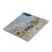 Carreau Coques de moules dans le Maine (Côté)