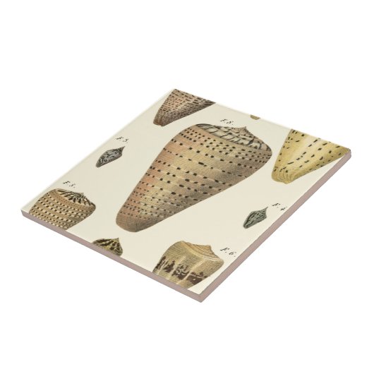 Carreau Coques vintages (Côté)