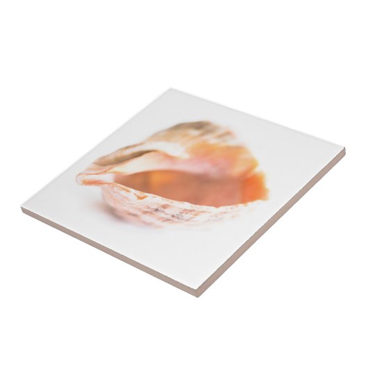 Carreau Coquillage (Côté)