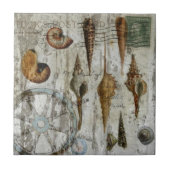 Carreau coquillage chic côtier blanchi rustique (Devant)