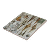 Carreau coquillage chic côtier blanchi rustique (Côté)