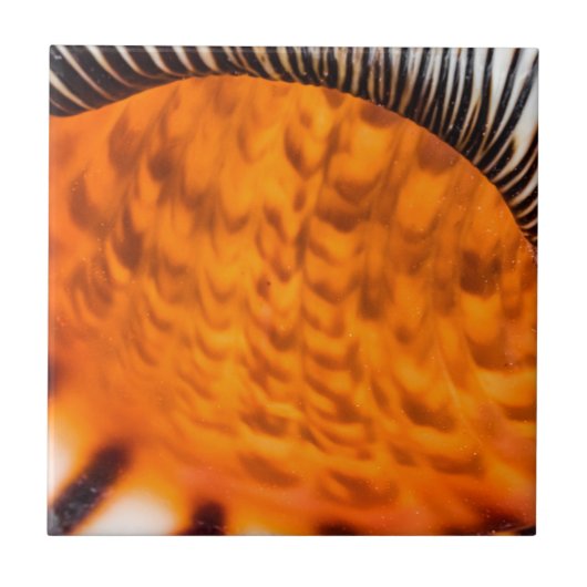 Carreau Coquillage hypnotique (Devant)