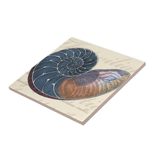 Carreau Coquillage romantique (Côté)