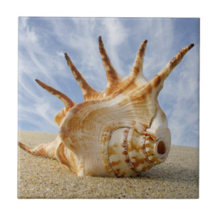Carreau Coquillage Spider Conch sur une plage de sable