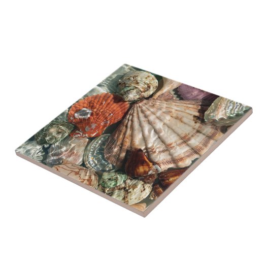 Carreau Coquillages (Côté)