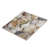 Carreau Coquillages (Côté)