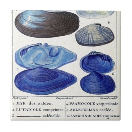 Carreau coquillages bleus Botanique vintage art océanique  (Devant)