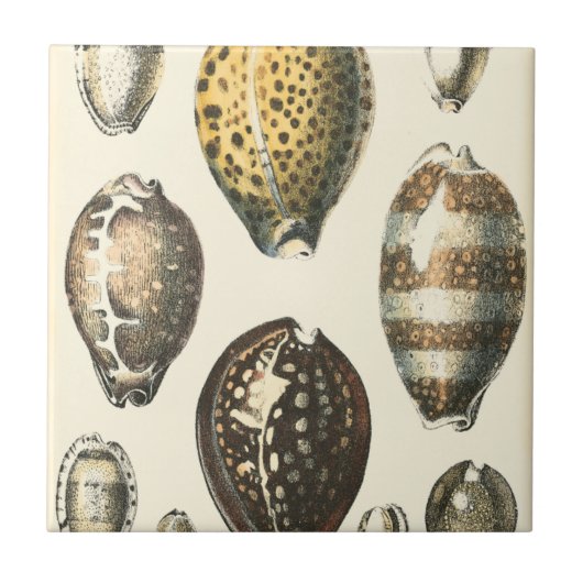 Carreau Coquillages De Forme Unique (Devant)