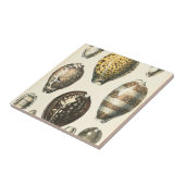 Carreau Coquillages De Forme Unique (Côté)