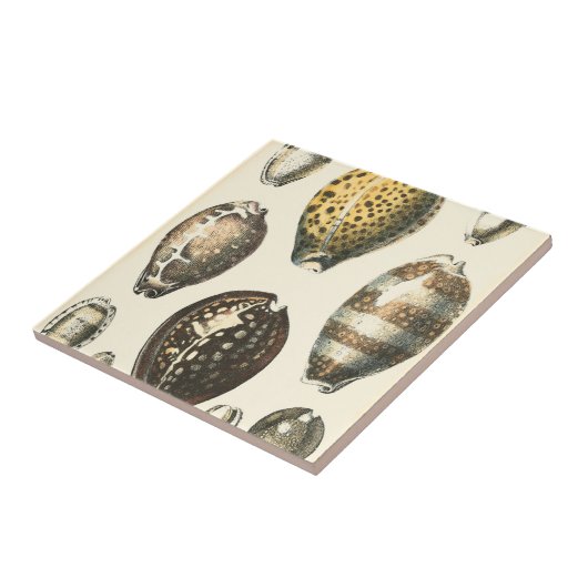 Carreau Coquillages De Forme Unique (Côté)