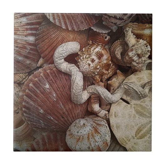 Carreau Coquillages De Plage Dollar De Sable (Devant)